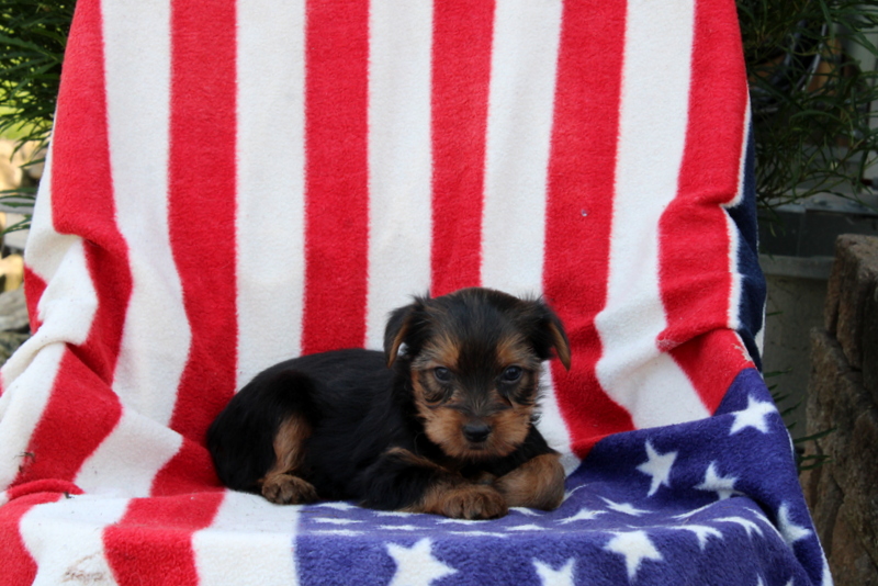 puppy, for, sale, Yorkshire Terrier, Matthew B. Stoltzfus, dog, breeder, Gap, PA, dog-breeder, puppy-for-sale, forsale, nearby, find, puppyfind, locator, puppylocator, aca